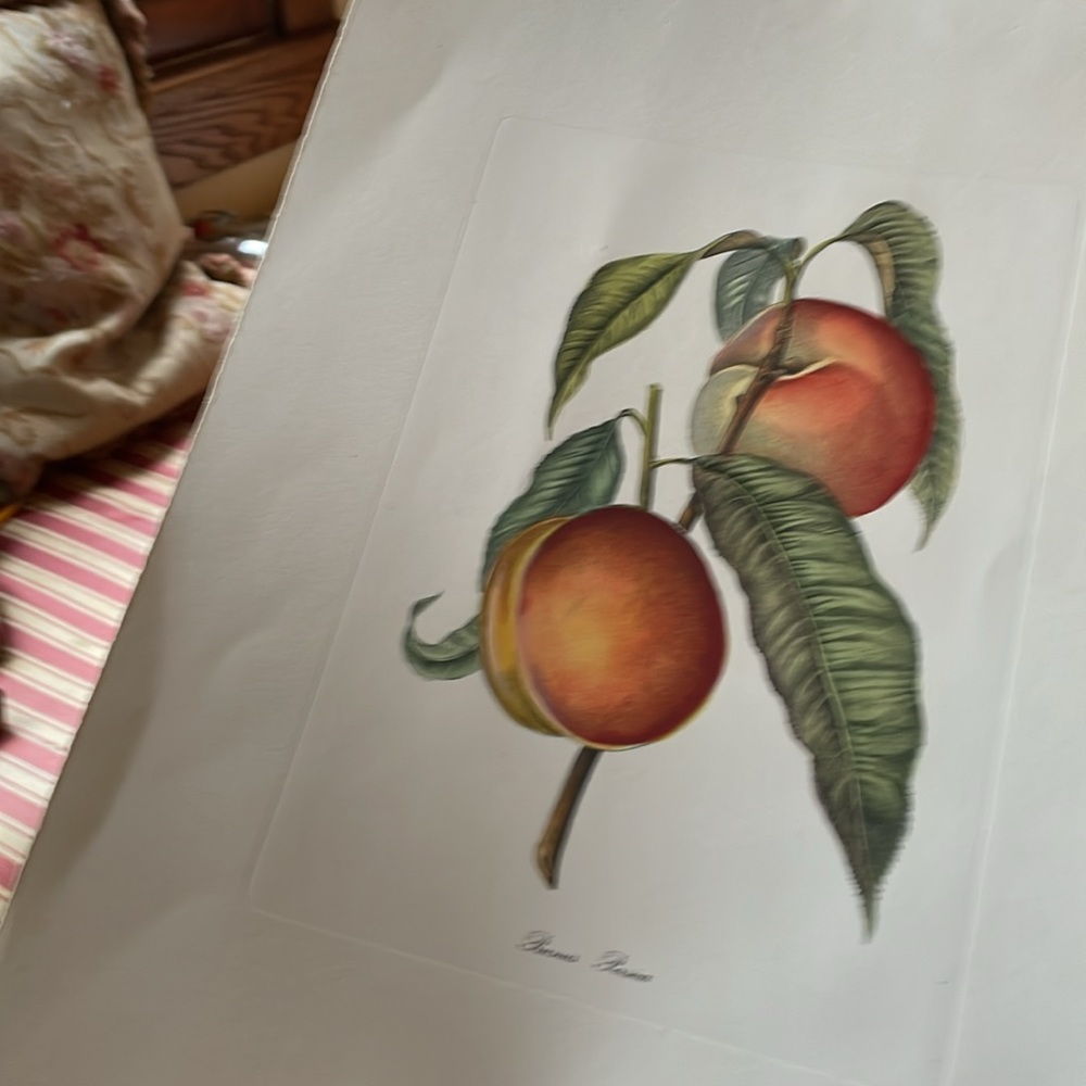 Hand Colored Botanical - Picture 9 of 9